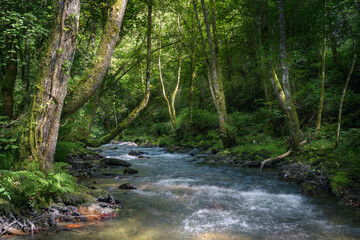 The current of a river winds through native forests