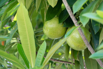 Green raw fruit Cerbera odollum Gaertn or sea mango on the tree. Poisonous plants cause nausea and vomiting. Used as a mixture of bowel movements.
