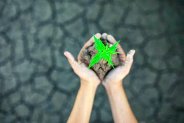 hands with plant sowing on cracked desert soil
