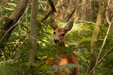 Curious roe deer,(capreolus capreolus) in the bush. 