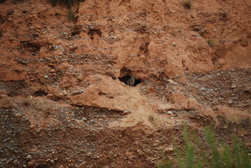 Wild Rabbit at Entrance of Burrow in Canyon Wall