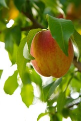 Peaches on the tree. Fresh peach on a tree