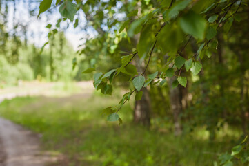 Natural composition, sunny forest, summer landscape. Travels.