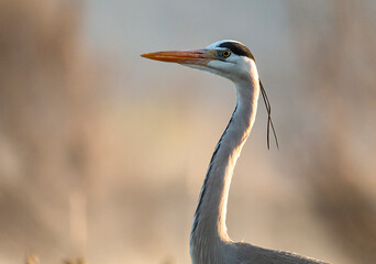Grey heron portrait