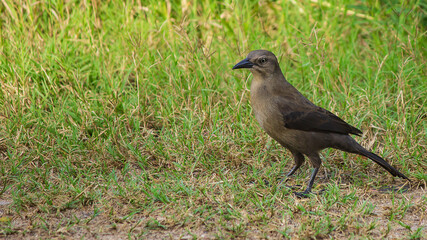 Black bird standing on the grassy ground