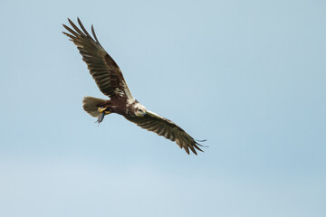 The western marsh harrier (Circus aeruginosus) in flight during mating season