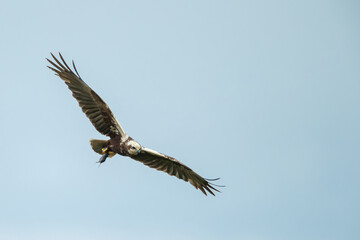 The western marsh harrier (Circus aeruginosus) in flight during mating season