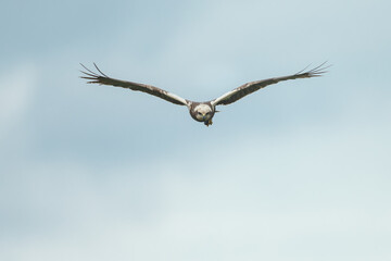 The western marsh harrier (Circus aeruginosus) in flight during mating season