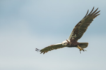 The western marsh harrier (Circus aeruginosus) in flight during mating season