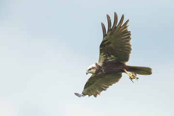 The western marsh harrier (Circus aeruginosus) in flight during mating season