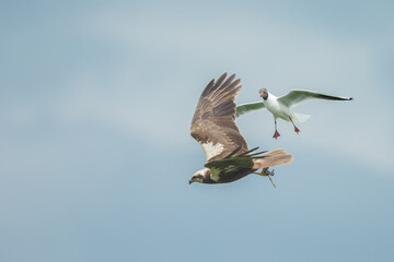 The western marsh harrier (Circus aeruginosus) in flight during mating season