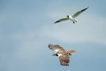 The western marsh harrier (Circus aeruginosus) in flight during mating season