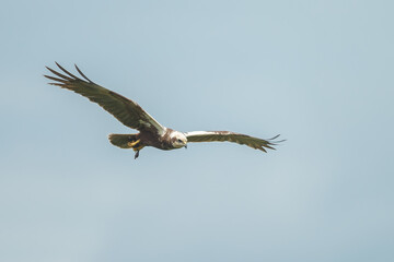 The western marsh harrier (Circus aeruginosus) in flight during mating season