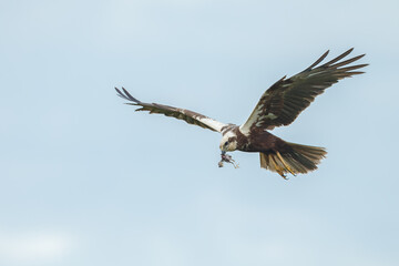 Fototapeta na wymiar The western marsh harrier (Circus aeruginosus) in flight during mating season