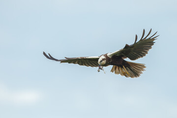 The western marsh harrier (Circus aeruginosus) in flight during mating season
