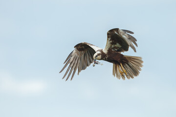 The western marsh harrier (Circus aeruginosus) in flight during mating season