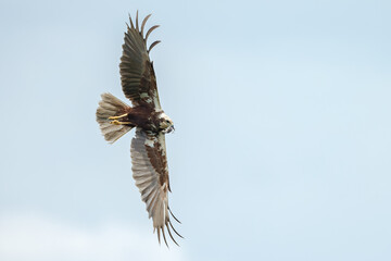 The western marsh harrier (Circus aeruginosus) in flight during mating season