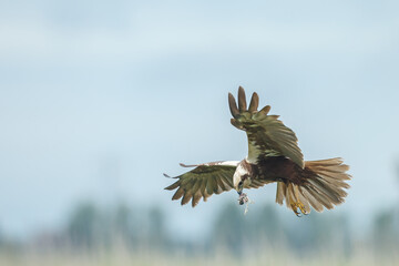 The western marsh harrier (Circus aeruginosus) in flight during mating season