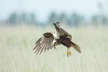 The western marsh harrier (Circus aeruginosus) in flight during mating season