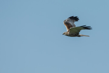 The western marsh harrier (Circus aeruginosus) in flight during mating season