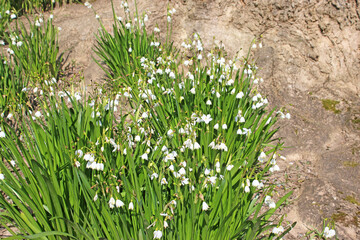Snowdrops flowering in Spring	