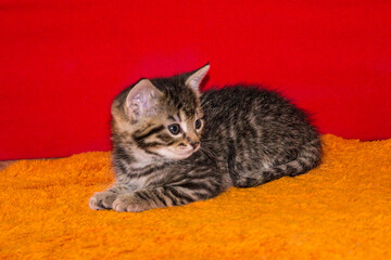 Chaton
