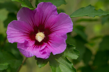 Beautiful, purple, pink hibiscus flower. Flowers in the garden.