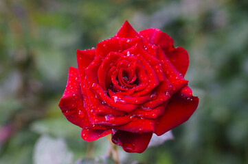 Beautiful red rose with water drops on the petals after the rain. Flower bud.