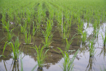 Obraz premium Landscape with rice planted in the water