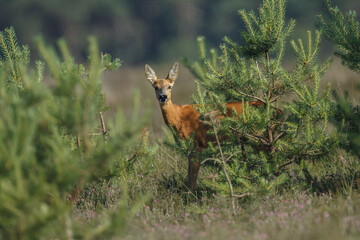 Roe deer in a field white buckwheat