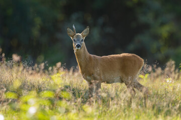Roe deer in a field white buckwheat