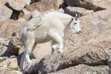 Obraz premium Wild Mountain Goats of the Colorado Rocky Mountains