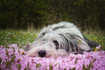 Bearded collie is lying in pink flower. So patient model and lovely dog.