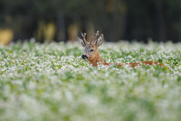 Roe deer in a field white buckwheat