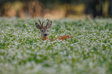 Roe deer in a field white buckwheat