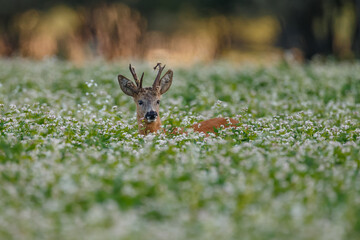 Roe deer in a field white buckwheat