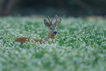 Roe deer in a field white buckwheat