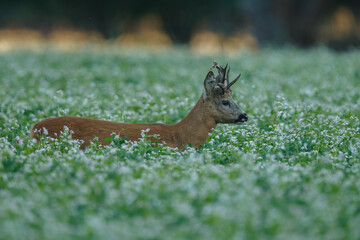 Roe deer in a field white buckwheat