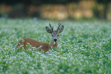 Roe deer in a field white buckwheat