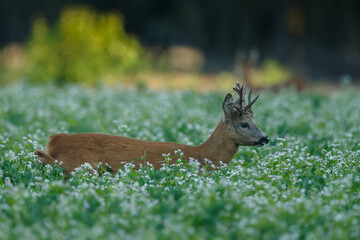 Roe deer in a field white buckwheat