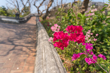 Pink bougainvillea flowers on the side of the old pathway up the mountains in Thailand.