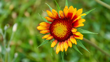 beautiful blooming summer flowers and plants