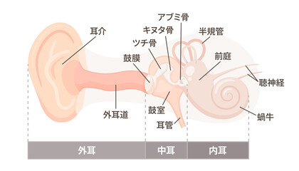 耳の構造のイラスト_外耳・中耳・内耳_器官の名称 - obrazy, fototapety, plakaty