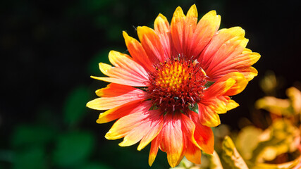beautiful blooming summer flowers and plants