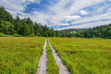 尾瀬・大江湿原