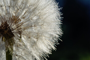 dandelion at black background. Freedom to Wish. Dandelion silhouette fluffy flower. Seed macro closeup. Soft focus. Goodbye Summer. Hope and dreaming concept. Fragility. Springtime.