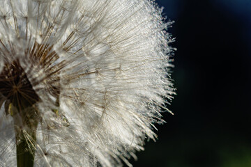 Obraz premium dandelion at black background. Freedom to Wish. Dandelion silhouette fluffy flower. Seed macro closeup. Soft focus. Goodbye Summer. Hope and dreaming concept. Fragility. Springtime.
