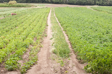 Fototapeta na wymiar rows of growing food crops in agricultuire field