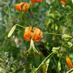 (Lilium henryi) Lis de Henry ressemblant au lis tigré aux tépales orange recourbés et tachés de fins traits sombres avec de longues étamines © Marc