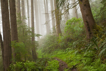Neakahne Mountain trail on the north Oregon coast near Rockaway.